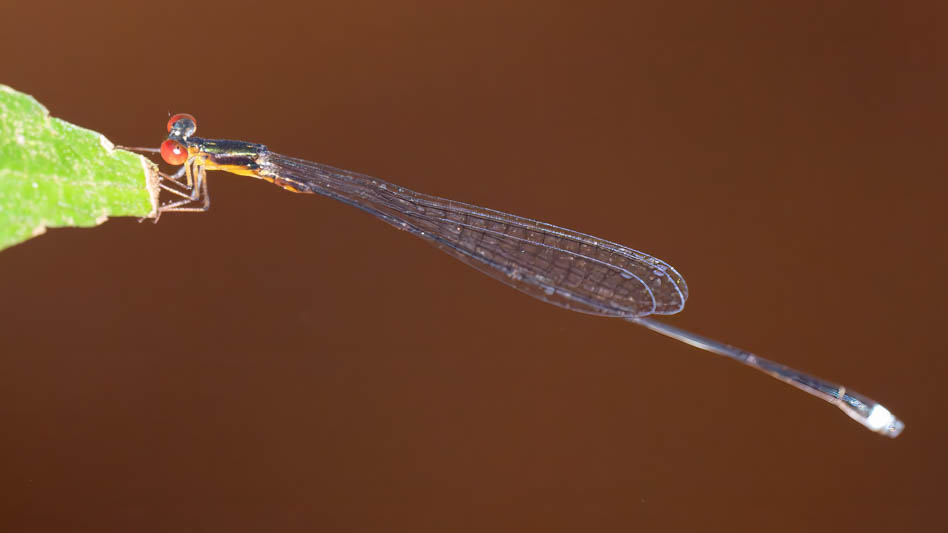 Psaironeura angeloi (Wispy Threadtail) male-2.jpg